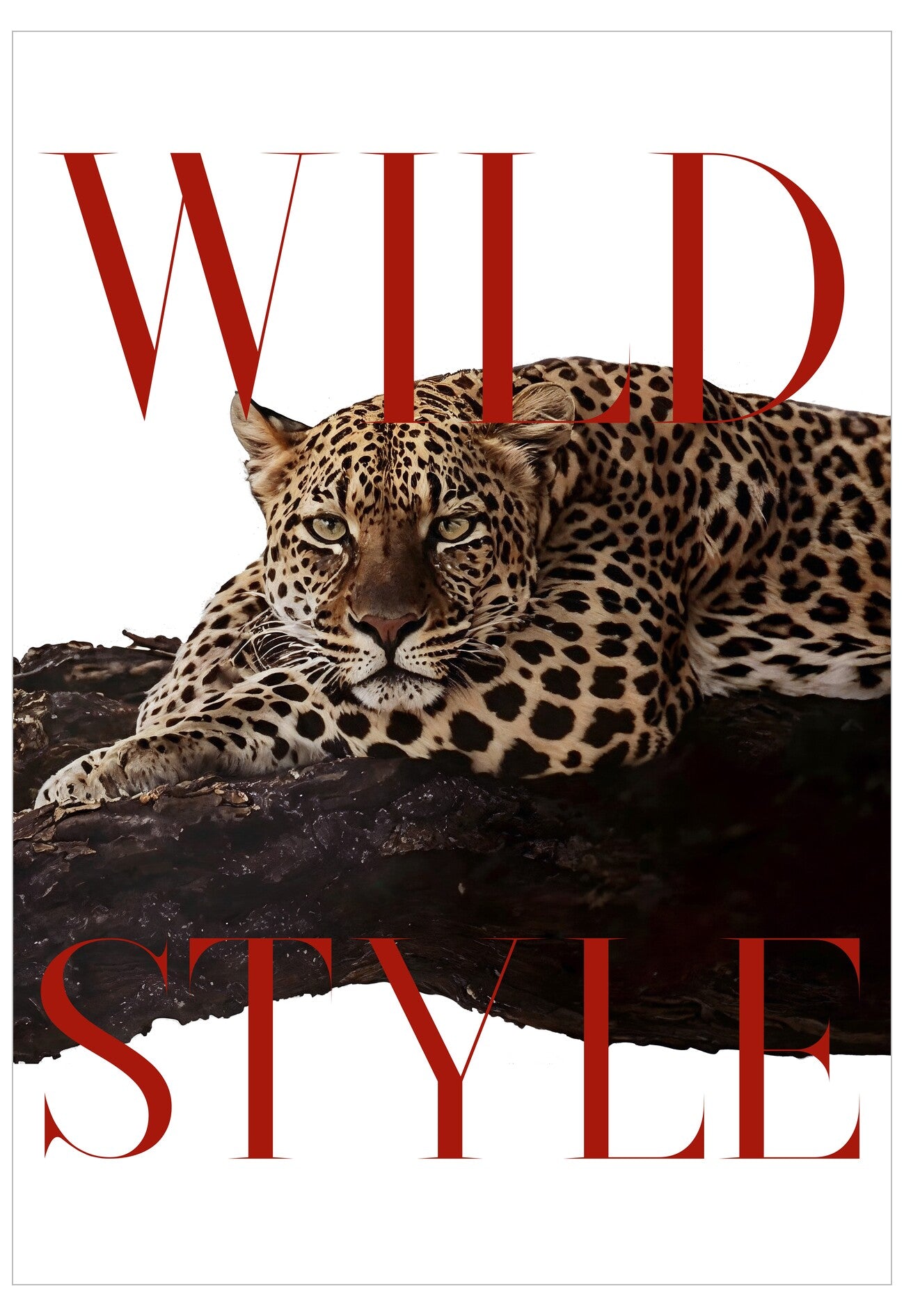 Leopard lying on a branch with 'Wild Style' text overlay