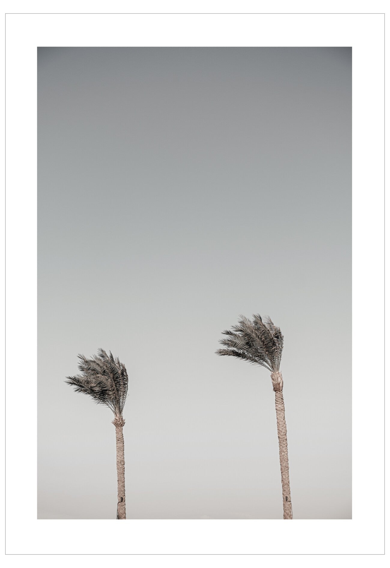 Two palm trees against a gray sky
