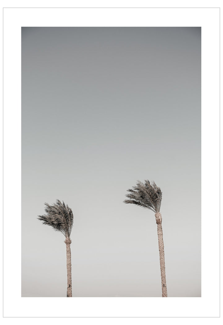 Two palm trees against a gray sky