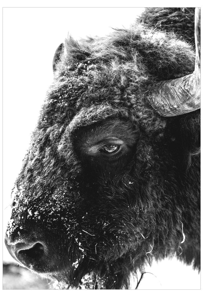 Close-up of a bison's face with a blurred background