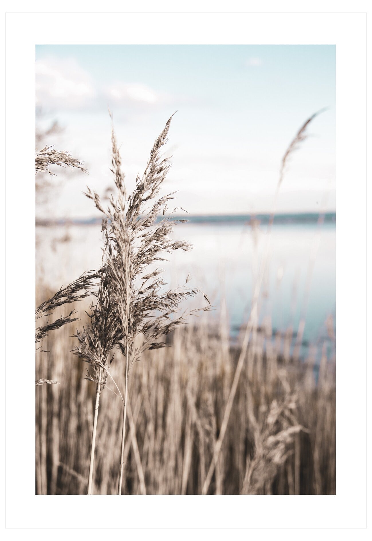 Winter Reeds Poster