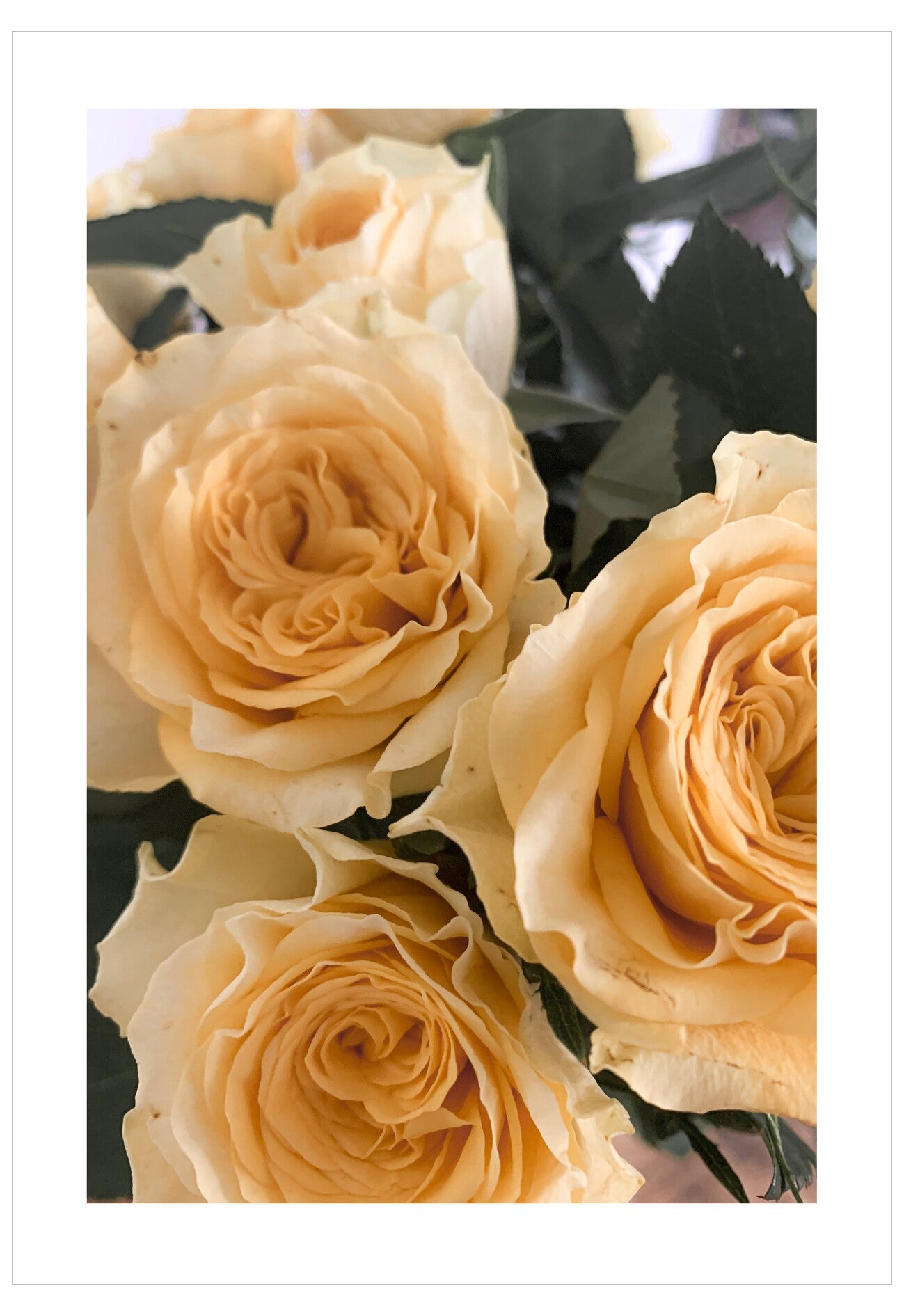 Bouquet of beige roses with green leaves on a white background