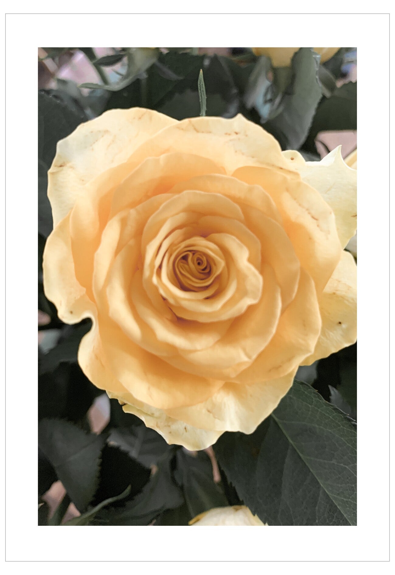 Close-up of a peach-colored rose with dark green leaves in the background