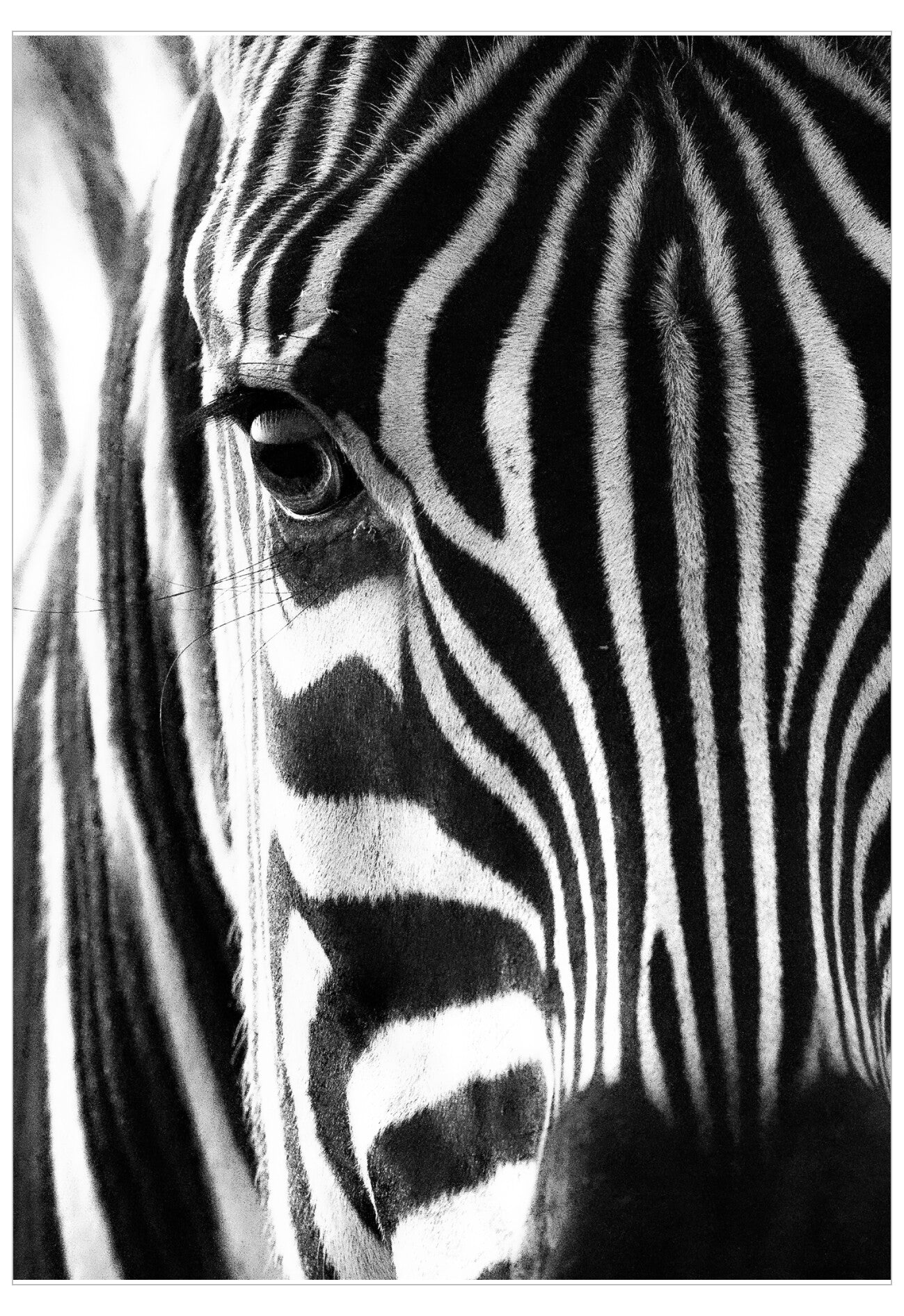 Close-up of a zebra's face with its eye and stripes clearly visible.