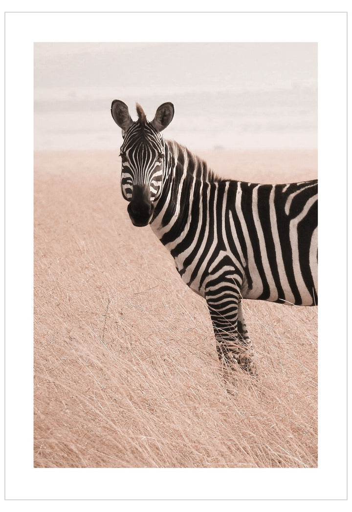 Zebra standing on a plain background