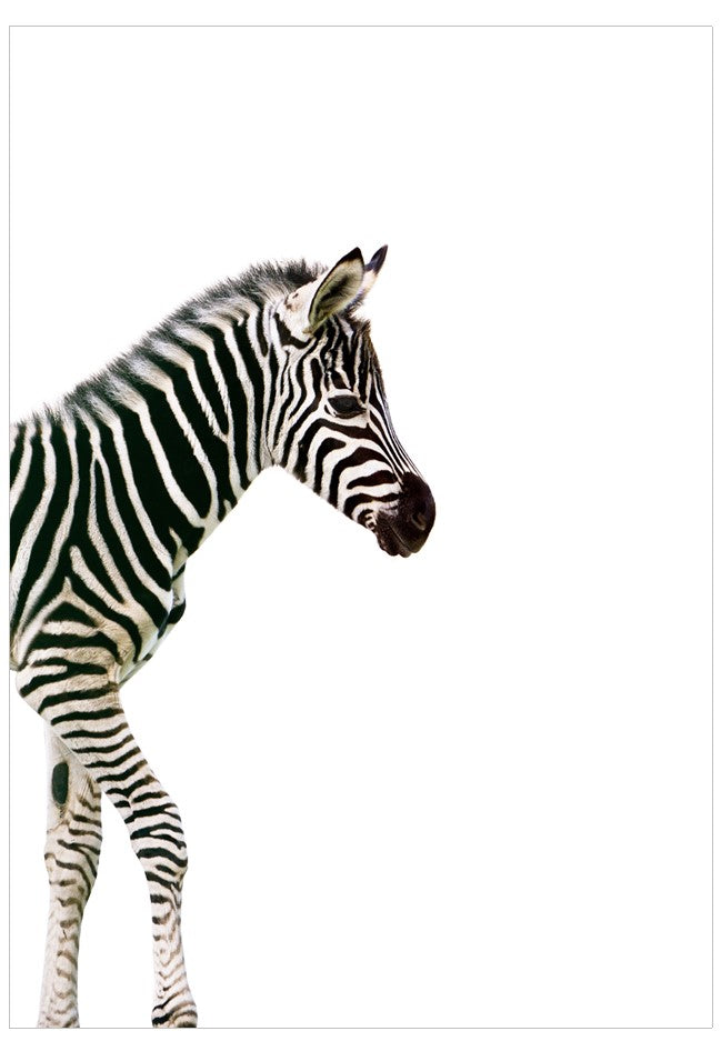 Zebra standing on a white background