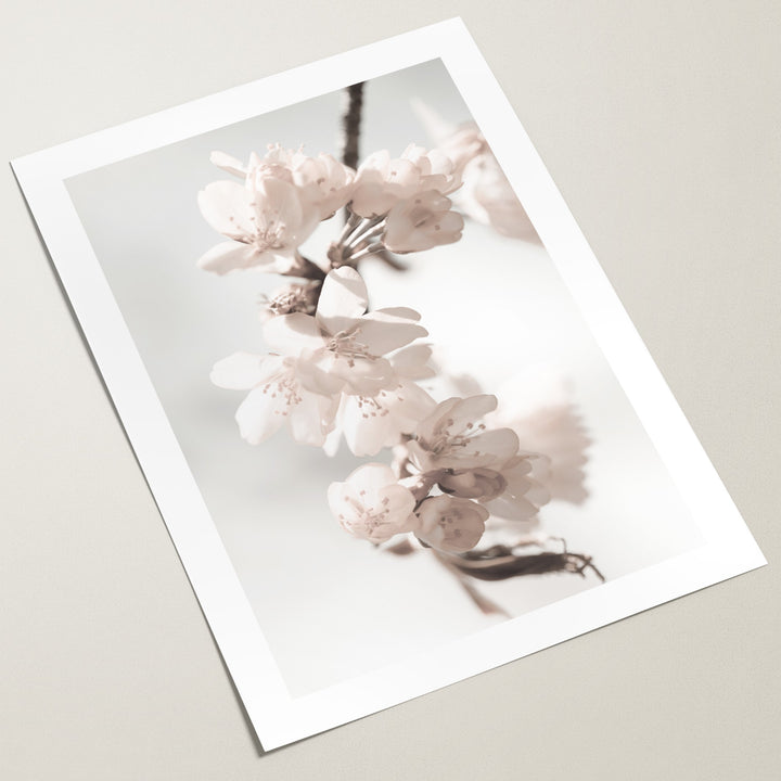 cherry blossoms poster