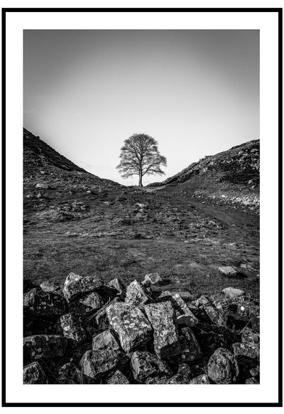 sycamore gap poster