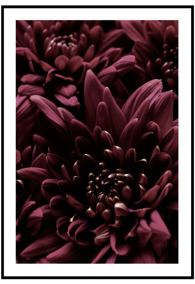 Chrysanthemum Flowers poster