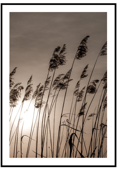 reeds at dawn poster