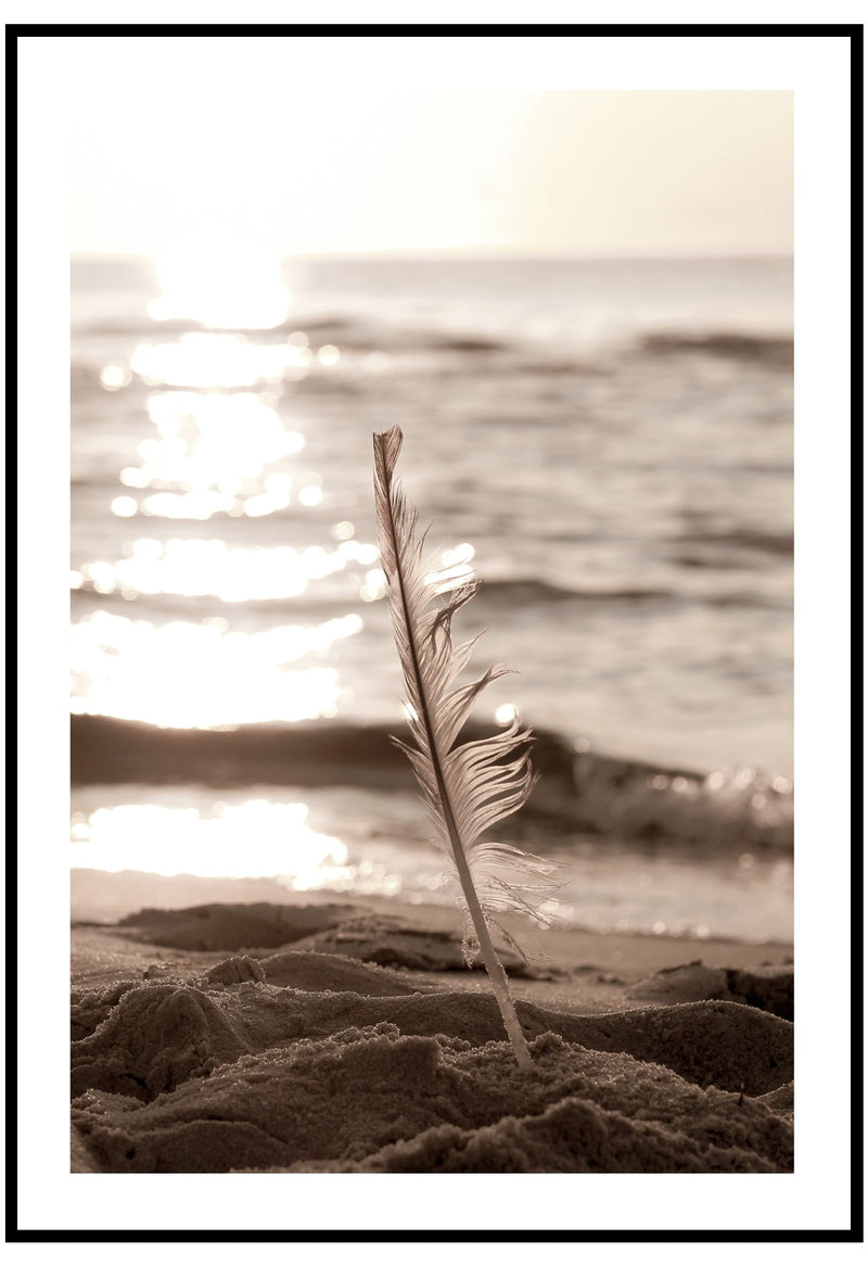 beach feather