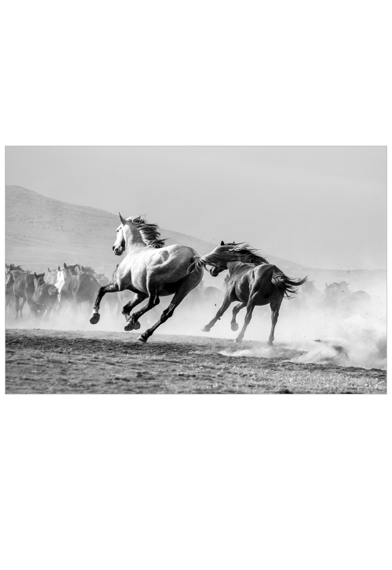 Black and white photographic print of wild horses running across an open landscape, with dust kicking up and hills in the background.