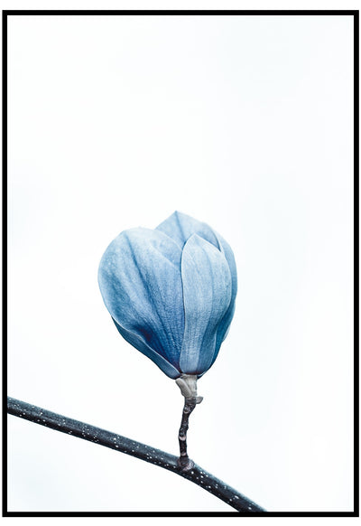 blue magnolia flower wall art