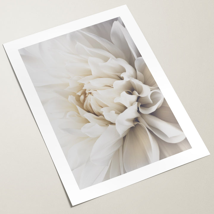 WHITE DAHLIA WALL ART