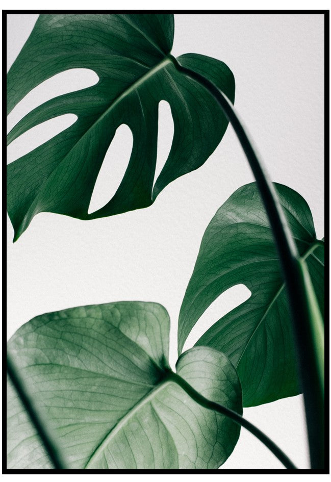 monstera leaves poster