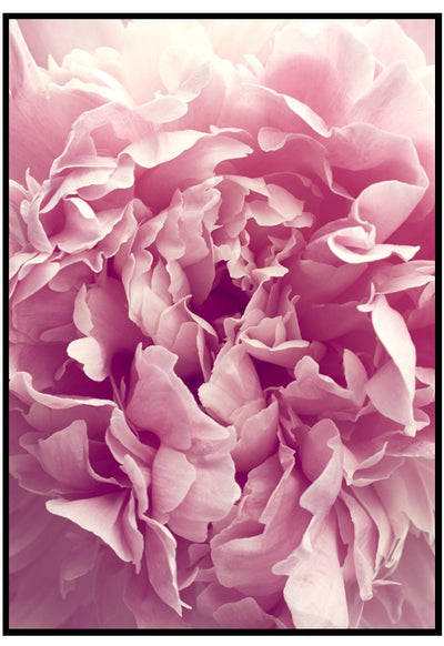 petal blush wall art