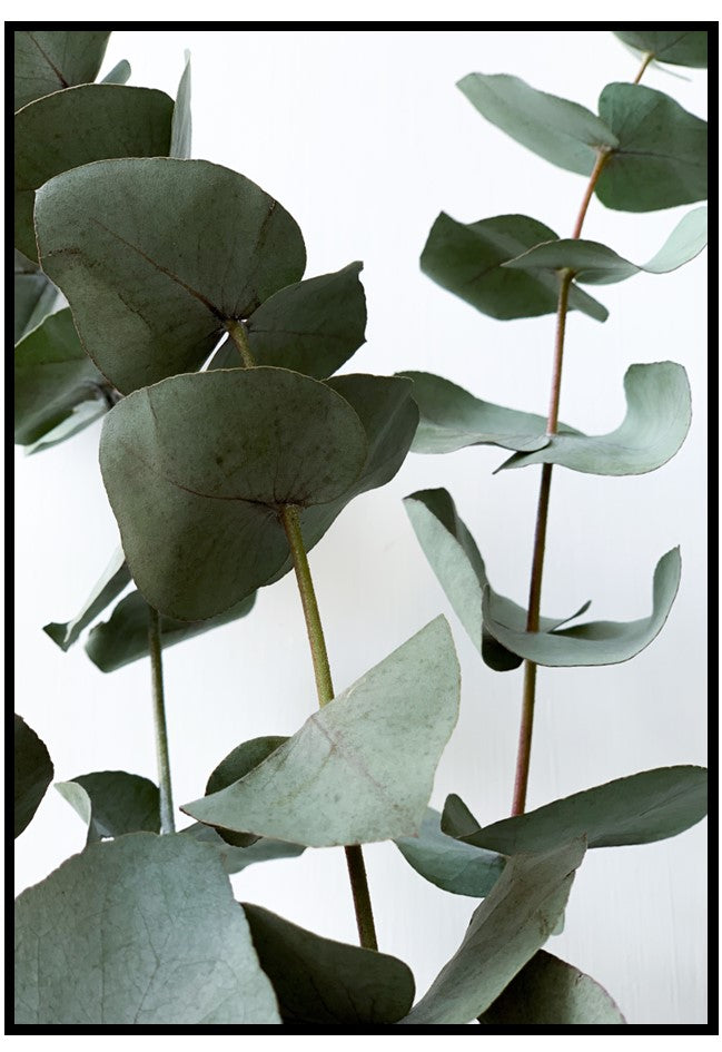 eucalyptus portrait wall art