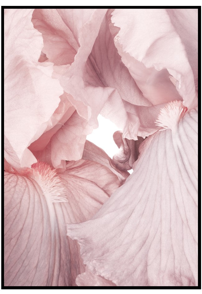 pink iris leaves wall art