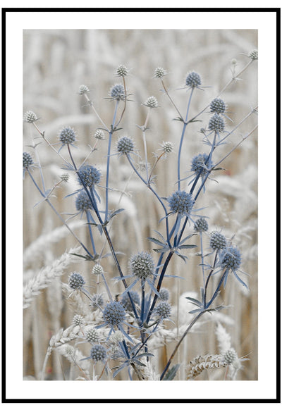 blue eryngo wall art