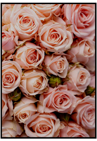 blush roses wall art