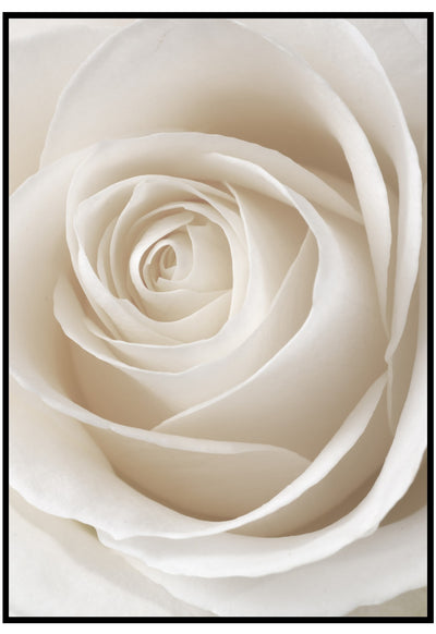 white rose close up wall art