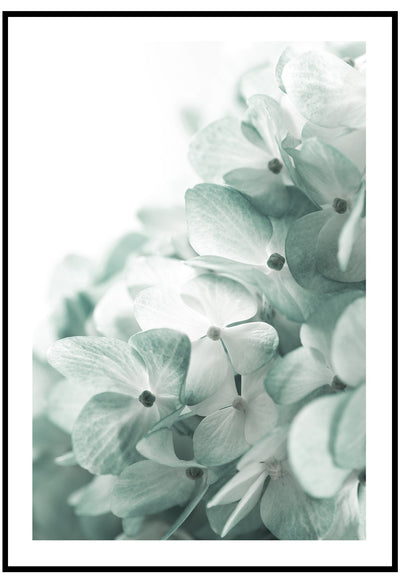 hydrangea flowers wall art