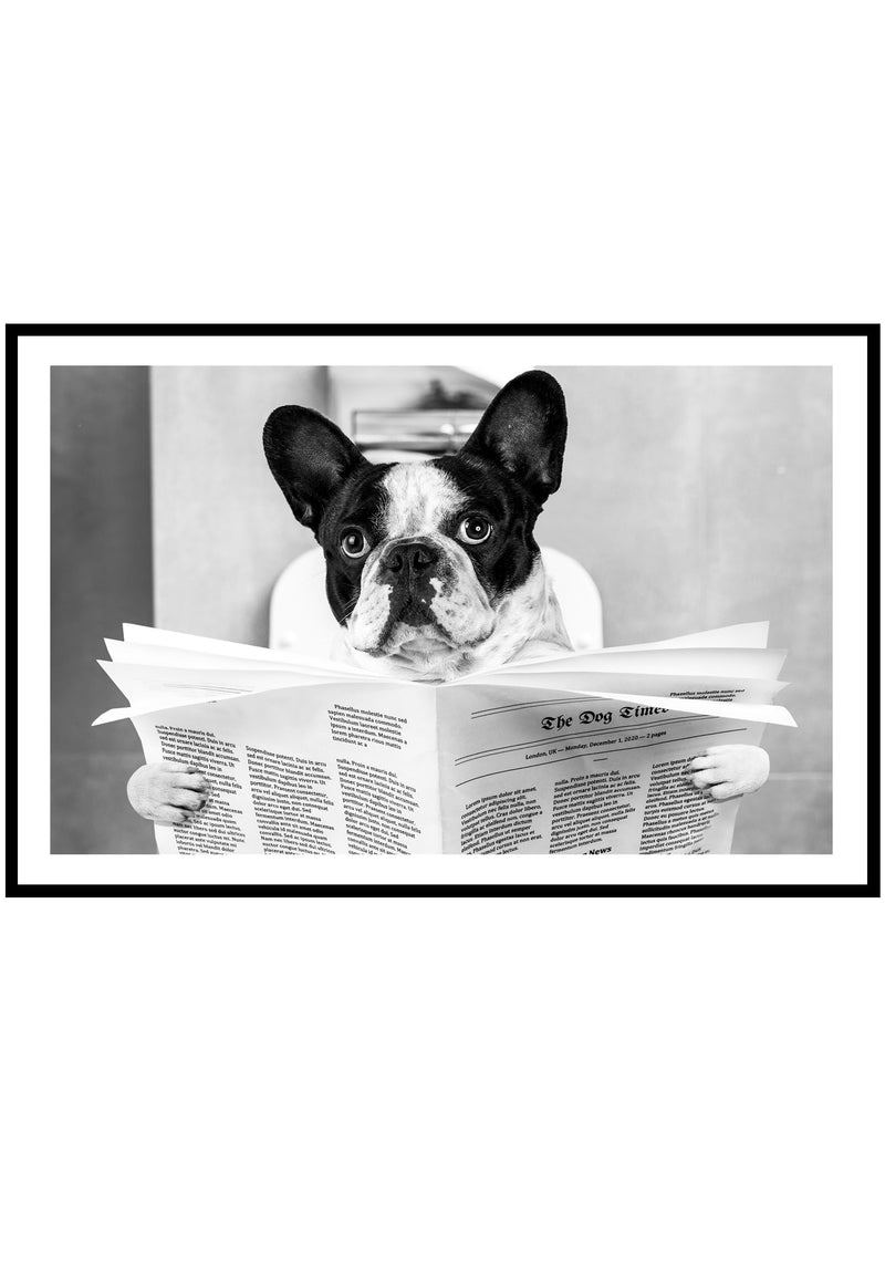 poster of a french bulldog reading a newspaper