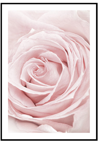 pink rose details wall art