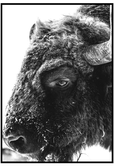 Winter Buffalo Wall Art