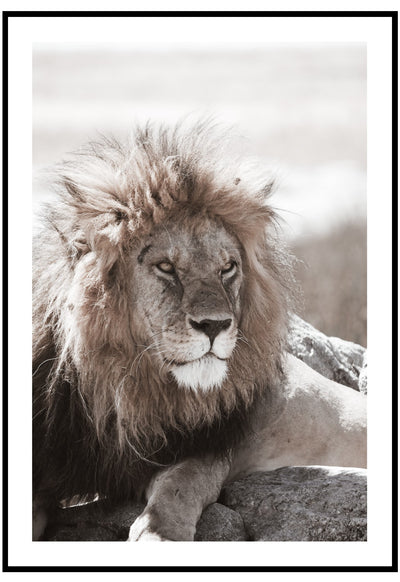 Lion Portrait Wall Art