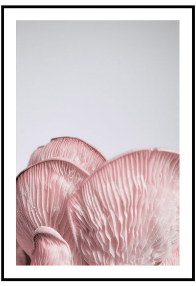 Pink Oysters Wall Art
