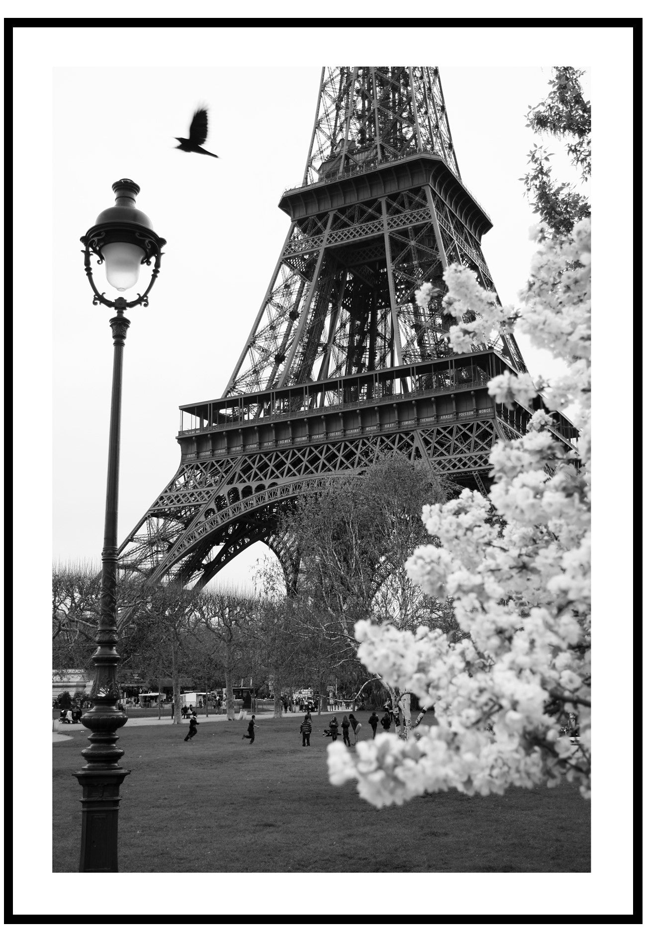 White Paris Blossoms Wall Art