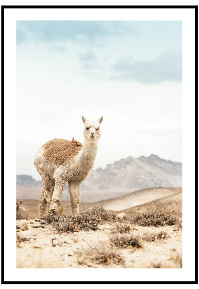 Mountain Llama Wall Art