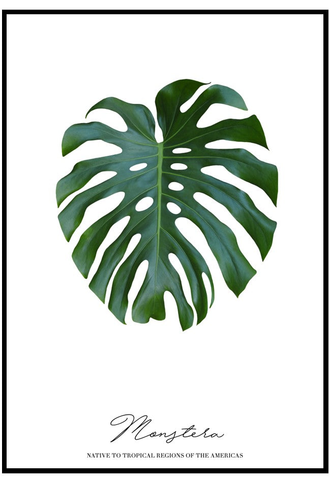 monstera leaf poster