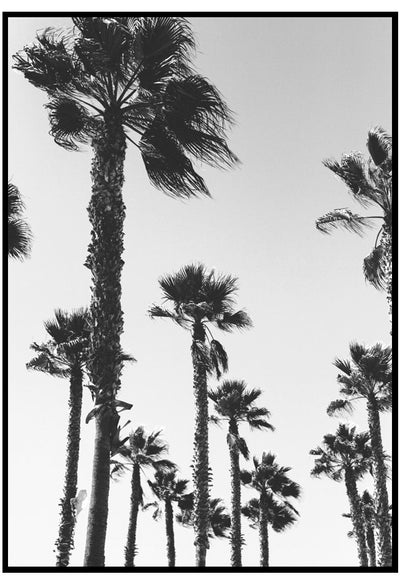 palm trees in the wind in los angeles poster