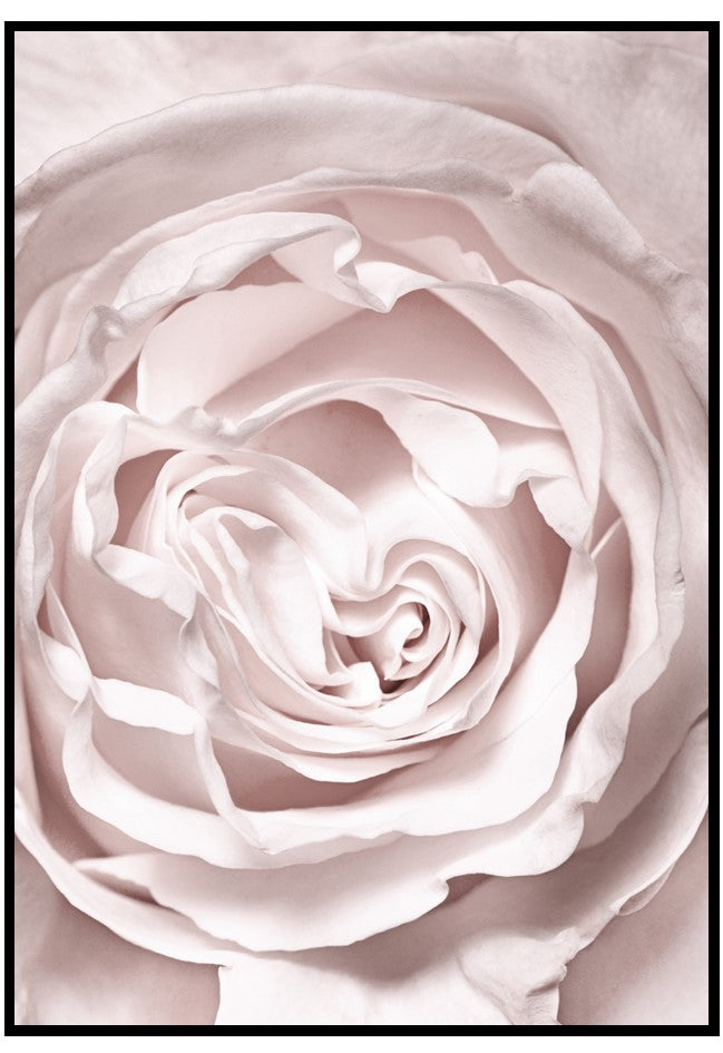 pale pink rose wall art