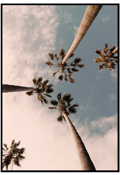 golden hour palm trees poster