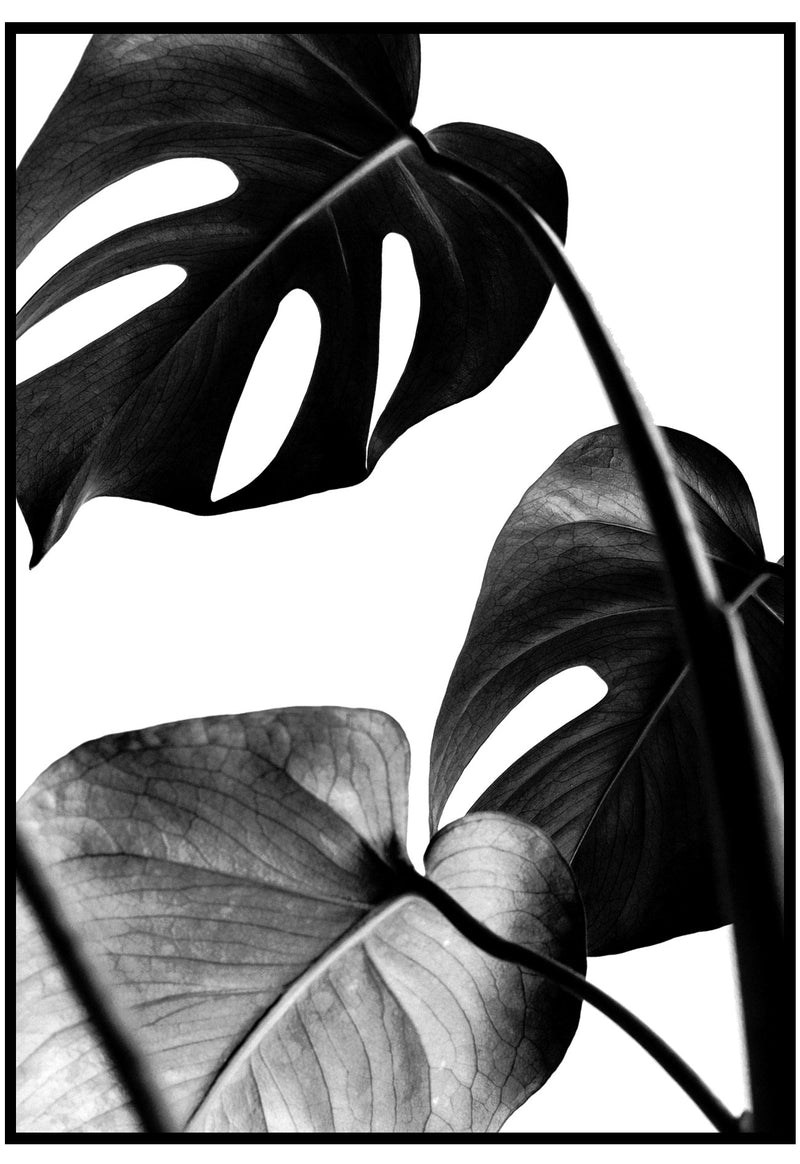 black monstera leaves
