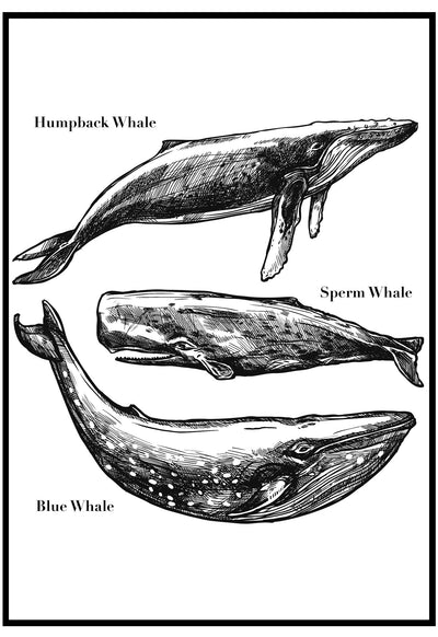 black and white whale illustrations