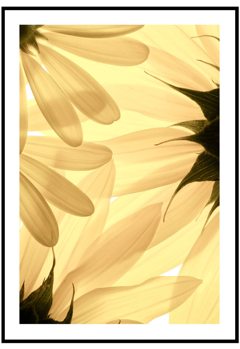 sunflower leaves wall art